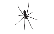 information extermination araignée - silhouette arachnide noir sur fond blanc