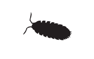 information extermination cloporte - silhouette insecte noir sur fond blanc
