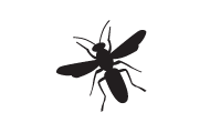 information extermination guêpe – silhouette abeille noir sur fond blanc