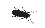 information extermination dermeste – silhouette insecte noir sur fond blanc