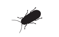 information extermination lycte – silhouette insect noir sur fond blanc