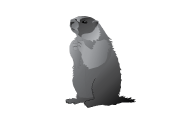 information capture marmotte - silhouette siffleux noir sur fond blanc