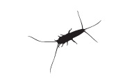 information extermination poisson argent insecte – silhouette insecte noir sur fond blanc