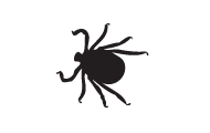 information extermination puce de chat – silhouette insecte noir sur fond blanc