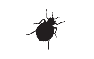 information extermination punaise de lit – silhouette insecte noir sur fond blanc