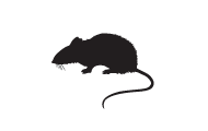 information extermination rat de norvege – silhouette rongeur noir sur fond blanc